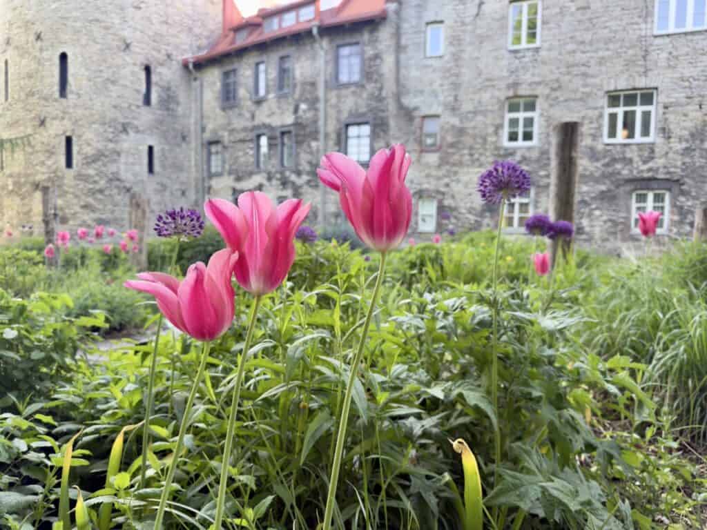 The nun's gardens in Estonia
