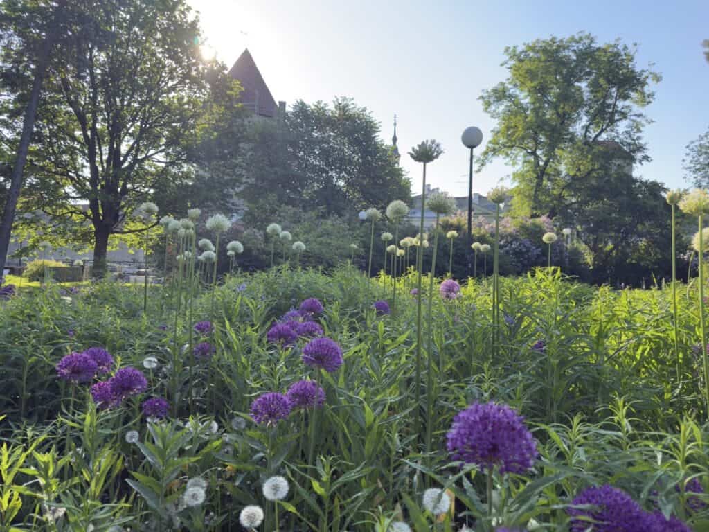 The herbs and flowers growing in the nun's gardens in Tallinn