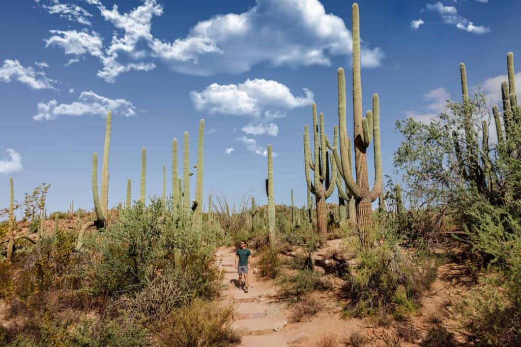 Hiking in Saguaro National Park
