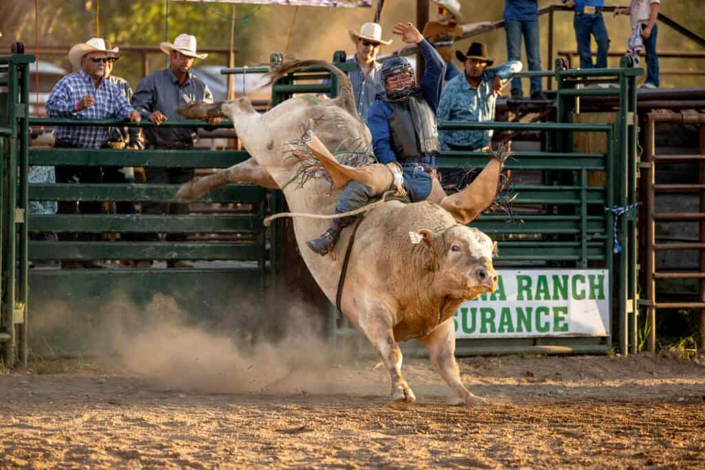 a bull rider at the prca belt rodeo in montana