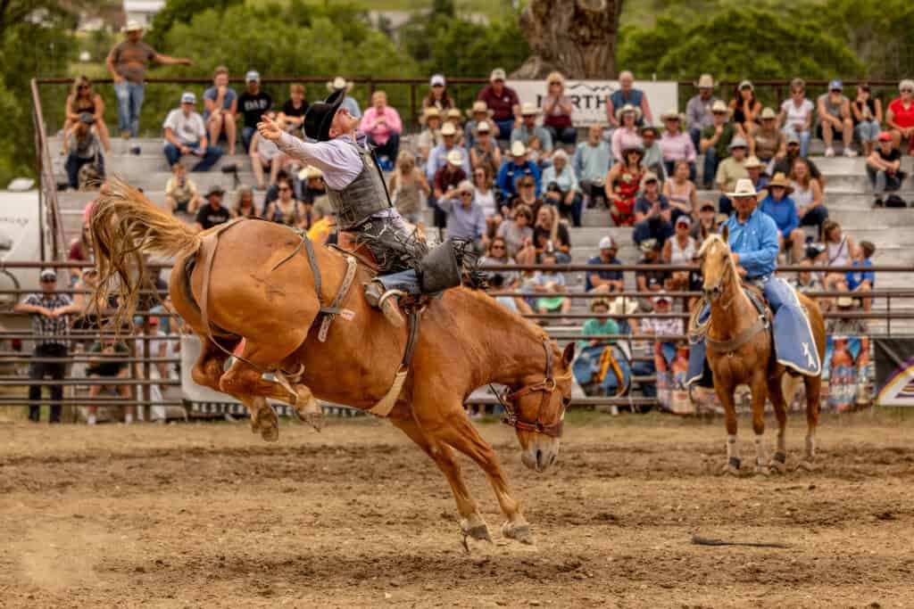 horse and rider at the rodeo in front of the crowd