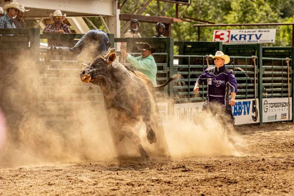 a bull rider in the dust at the rodeo in belt, mt