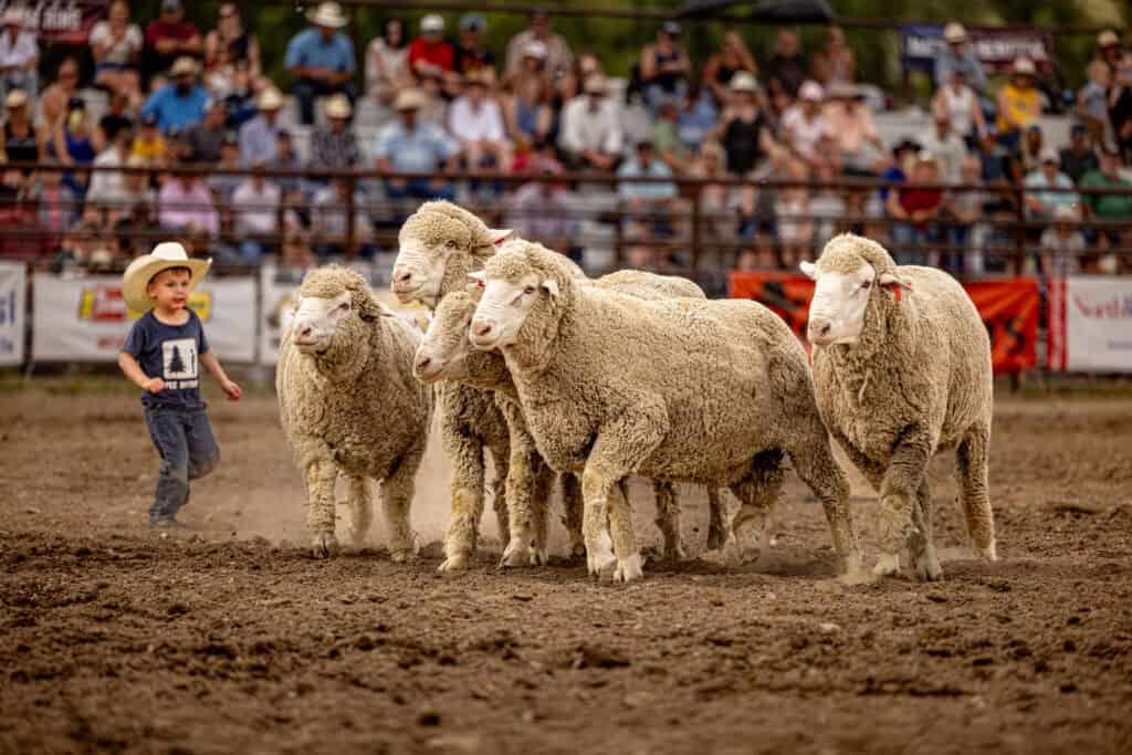 mutton busting at the belt rodeo - sheep and kids