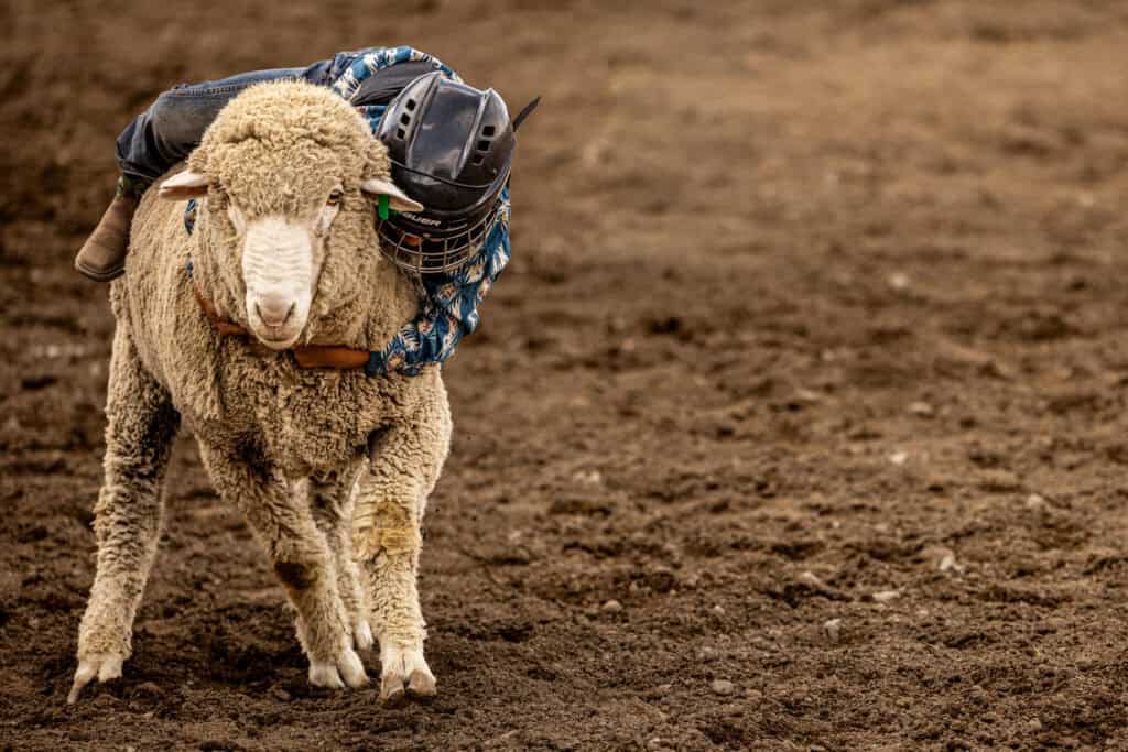 a child riding a sheep during mutton busting at the belt rodeo