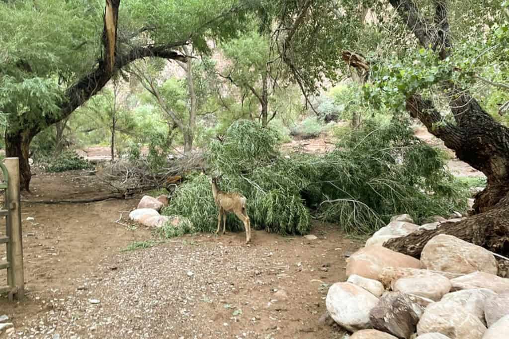 NPS photo from after the grand canyon flood