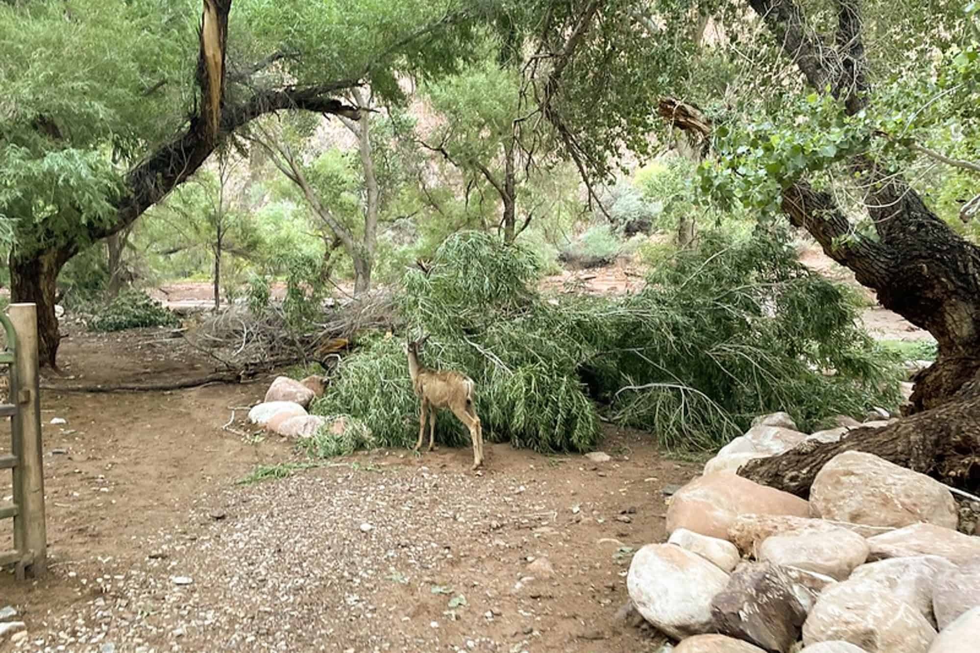 NPS photo from after the grand canyon flood 