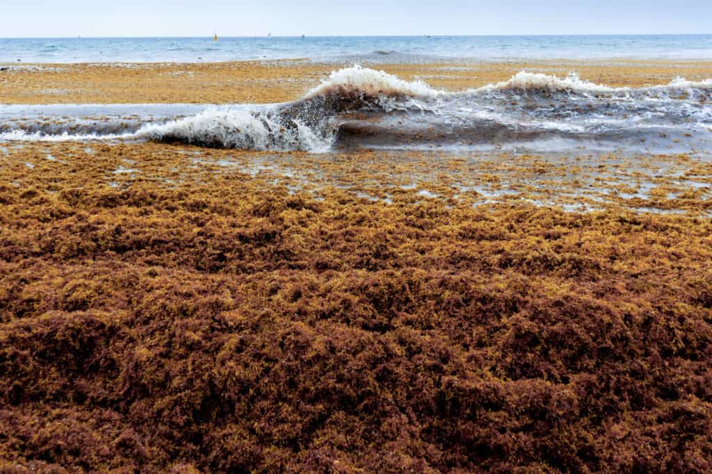 Sargassum on the beach near Cancun Mexico