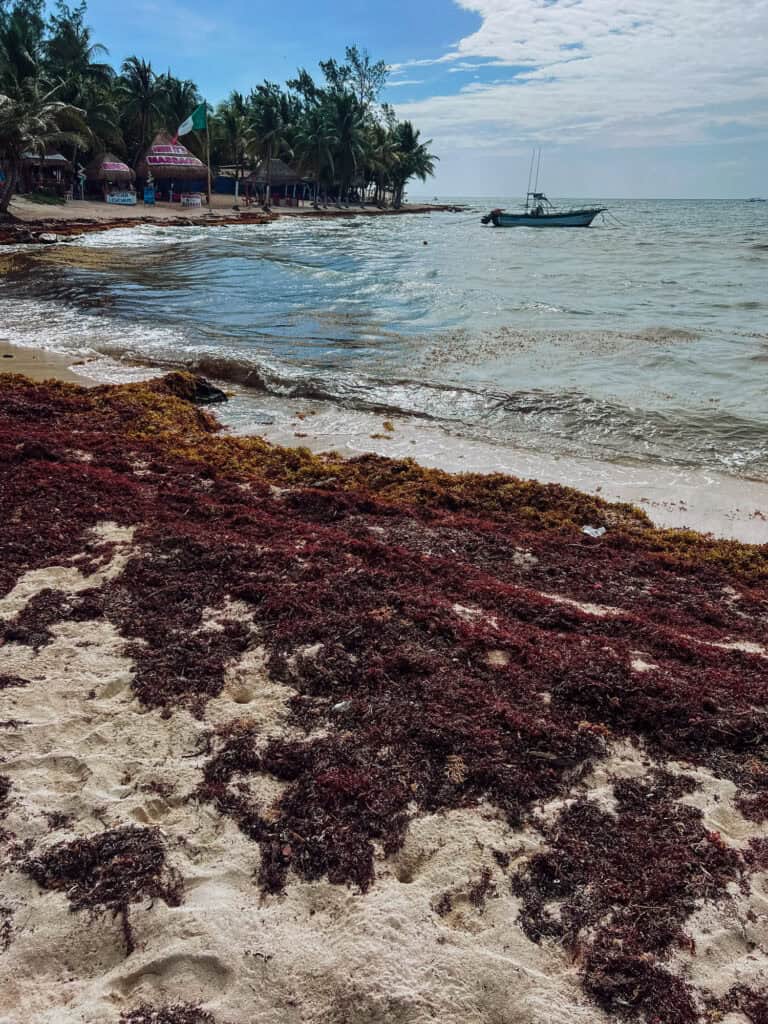 Sargassum on a beach in Mexico