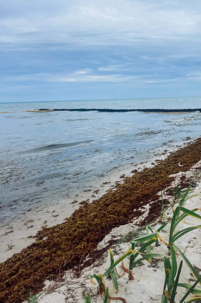 Sargassum on a white sand beach in Mexico