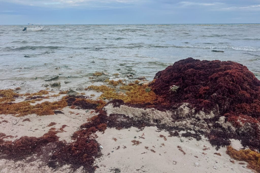Sargassum on a Mexican beach